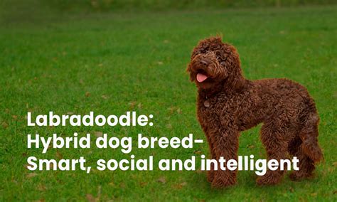 Labradoodle: hybrid dog breed- smart, social and intelligent - Puppies lab