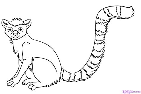 Ring Tailed Lemur Drawing at GetDrawings | Free download