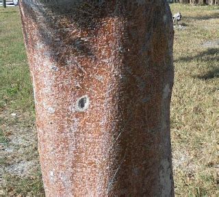 Southwest Florida Shoreline Studies: Tourist Tree: Gumbo Limbo