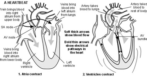 Atrial fibrillation causes an irregular heartbeat - Blog