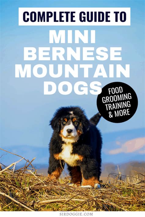 Mini Bernese Mountain Dog, The Gentle "Micro" Giant - Sir Doggie