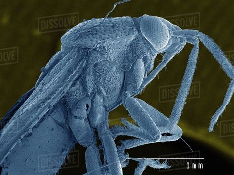 Coloured SEM of plant bug (Miridae) - Stock Photo - Dissolve