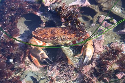 Rock Crab | California Sea Grant