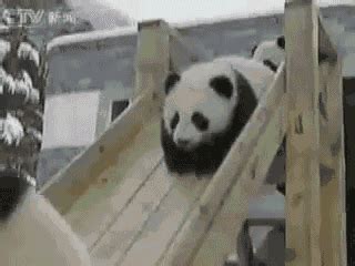 Funny Panda GIF - Climbing up the Ramp