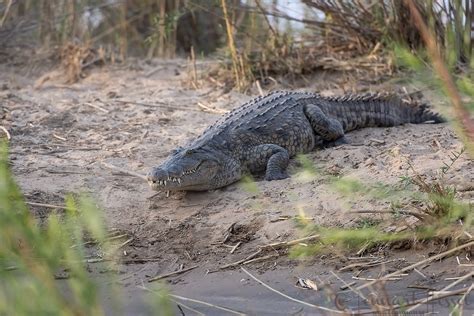 Zambezi River 2018 | Lensman - Lennart Hessel Photography