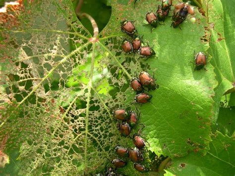 Japanese Beetles Are Back: How to Deal With Them - The New York Times