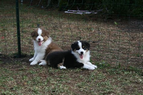 63+ Australian Shepherd Border Collie Mix Puppies For Sale Colorado - l2sanpiero