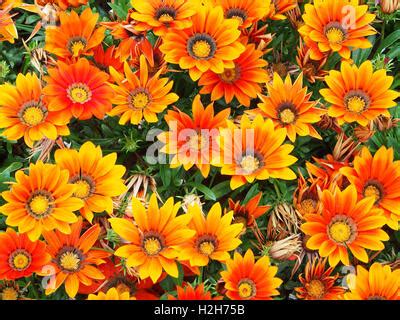 Orange gazanias (a drought tolerant plant native to South Africa) in full bloom Stock Photo - Alamy