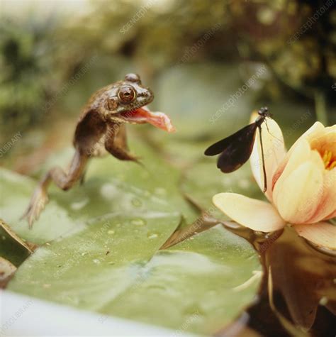 Jumping frog - Stock Image - Z700/0425 - Science Photo Library