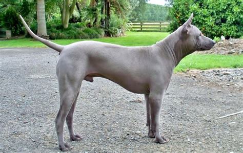 Thai Ridgeback - Breeders, Puppies and Breed Information - Dogs Australia