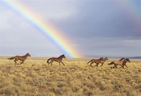 Rainbows and wild horses in Nevada, USA, in 2017. Photo credit: Kyle Hendrix / Bureau of Land ...