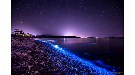 Bioluminescence lights up Tasmanian shoreline, creates beautiful photos ...