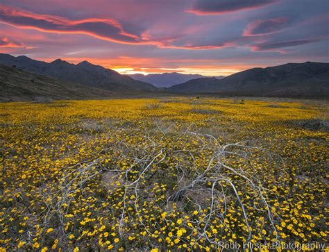 Death Valley Wildflowers - 32758 — Robb Hirsch Photography