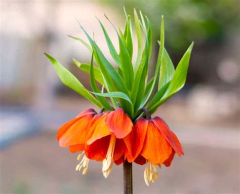 7 Spectacular Plants to Repel Skunks