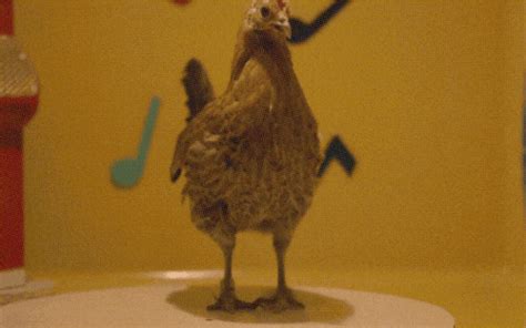 Chicken Dance GIFs - Find & Share on GIPHY