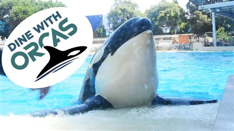 Dine with Orcas SeaWorld San Diego - YouTube