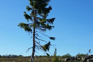 Old Tjikko Tree