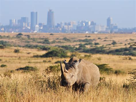 Nairobi national park | Kenya Wildlife Safaris | Kenya Safaris Tours
