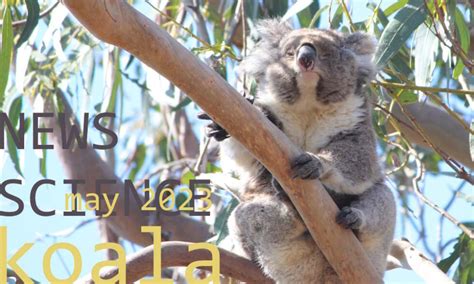 Koala News & Science May 2023 | Wild Koala Day