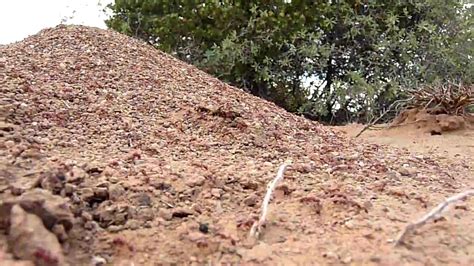 Giant Red Fire Ant Hill With Thousands of Ants!! - YouTube