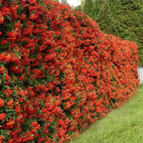 1 X PYRACANTHA 'RED COLUMN' RED FIRETHORN EVERGREEN SHRUB GARDEN PLANT IN POT | eBay