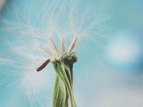 How To Take Great Macro Photos With Your iPhone