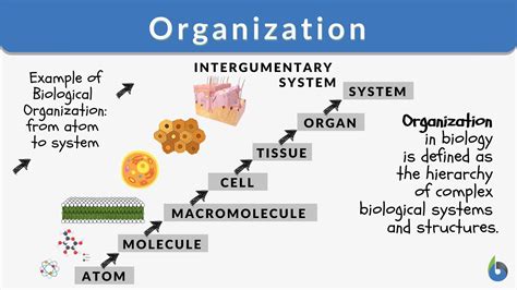 Organization - Definition and Examples - Biology Online Dictionary