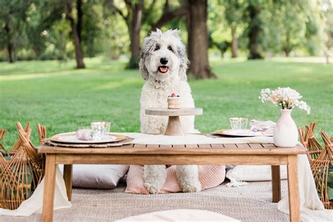 A Dog-Friendly Picnic in Denver City Park