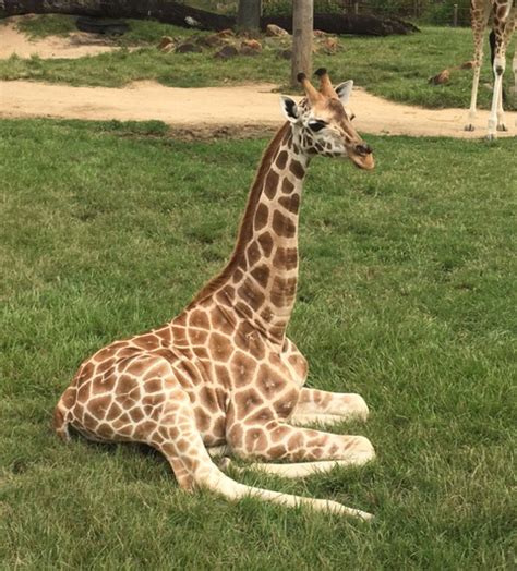 Giraffe arrives at Wellington Zoo | Wellington Zoo