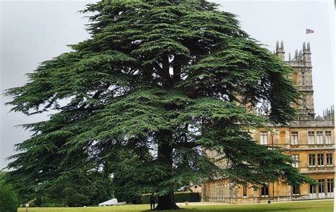 Cedar of Lebanon Tree - Trees of Joy