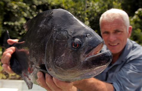 WORLD'S BIGGEST PIRANHA - Gallery | eBaum's World