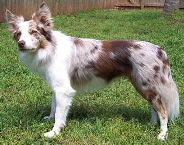 BC Museum: Merle Border Collies