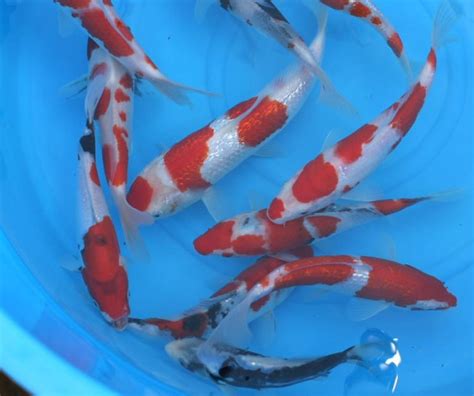 baby koi fish : Biological Science Picture Directory – Pulpbits.net