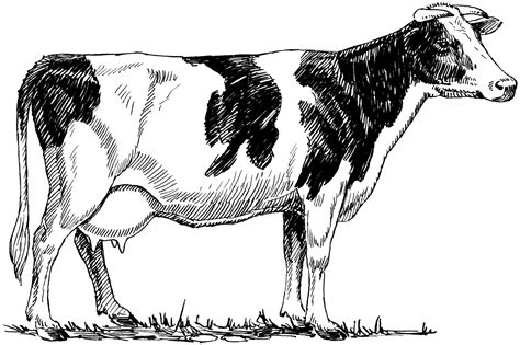 Cow sketch, Cow illustration, Cow drawing