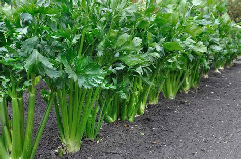 When to Plant Celery - Harvest to Table