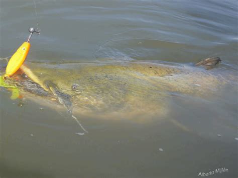 GUIDE DE PÊCHE DANS MEQUINENZA, PÈCHE AU LEURRE DU SILURE, SANDRE ET ...