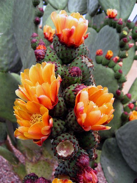 Blooming Cactus Photograph by Harvie Brown