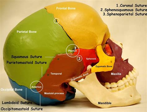 Zygoma anatomy, zygoma fracture & zygoma surgery