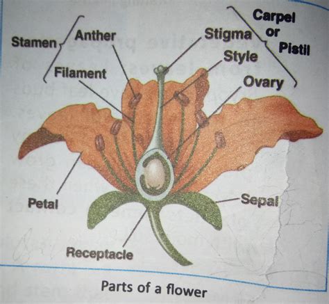 16+ Male Parts Of A Flower Labeled Pics | Diagram Printabel