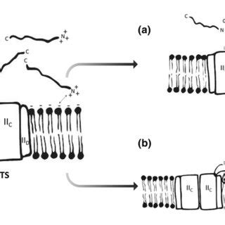 Proposed models for class IIa bacteriocins mechanism of action. The... | Download Scientific Diagram