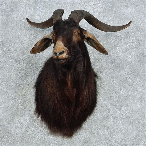 Taxidermy Goat’s Head | ubicaciondepersonas.cdmx.gob.mx