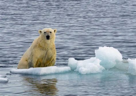 Pintar! Beruang Kutub Greenland Beradaptasi dengan Perubahan Iklim – bundalogy.republika.co.id ...