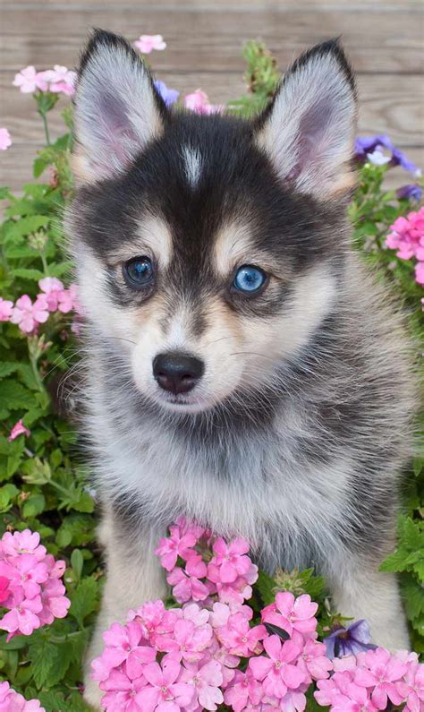 Pomsky Dogs - Is This The Most Fashionable Dog Breed For 2017