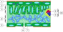 Palisade Cell | Definition, Structure & Function - Lesson | Study.com