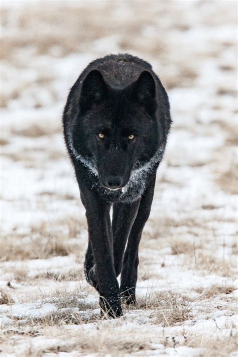 Yellowstone wolf 302 | Fine Art Photos by Jess Lee