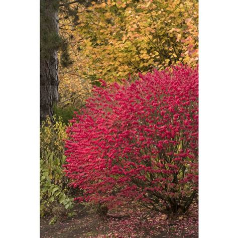 Burning Bush Easy to Grow BRILLIANT FALL COLOR Free - Etsy