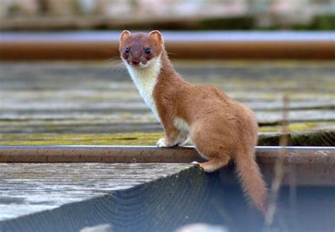 Stoat | Hunting the sleepers along the track, Sedge fen. Res… | Flickr