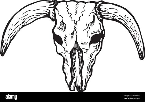 illustration drawing of a skull of a Texas longhorn bull viewed from the front on isolated white ...