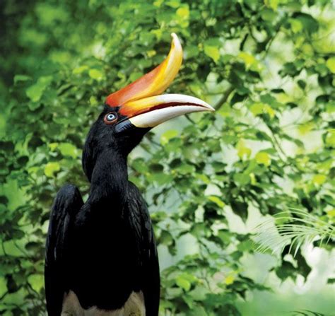 Cálao: El Pájaro Enigmático Venerado Como El Orgullo Nacional De ...