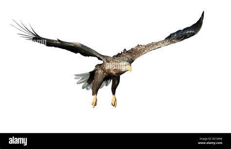 Adult White-tailed eagle in flight. Front view. Isolated on White background. Scientific name ...